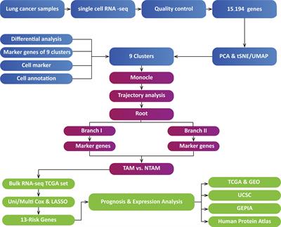 Differentiation-related genes in tumor-associated macrophages as potential prognostic biomarkers in non-small cell lung cancer